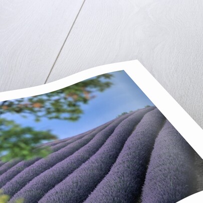 Lavender Fields in France by Anonymous