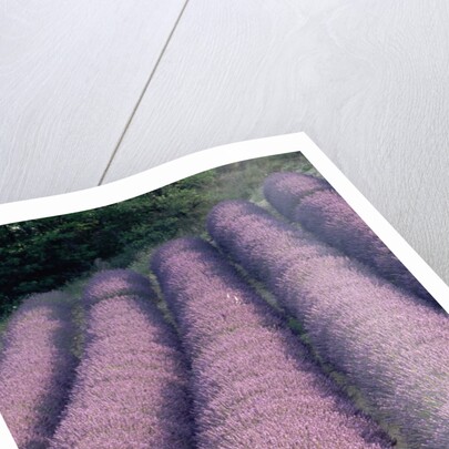 Rows of Lavender in Bloom by Anonymous