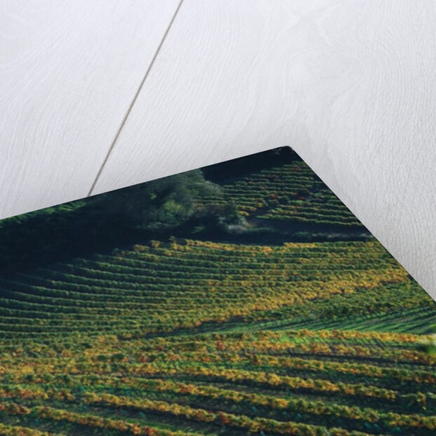 Vineyard in Entre-Deux-Mers Area by Anonymous