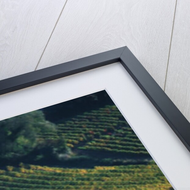 Vineyard in Entre-Deux-Mers Area by Anonymous