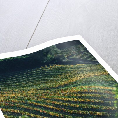 Vineyard in Entre-Deux-Mers Area by Anonymous