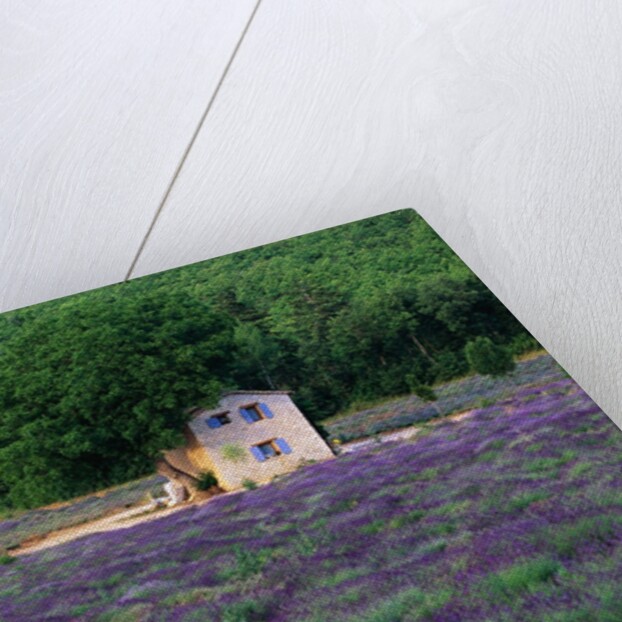 Cottage in Field of Lavender by Anonymous