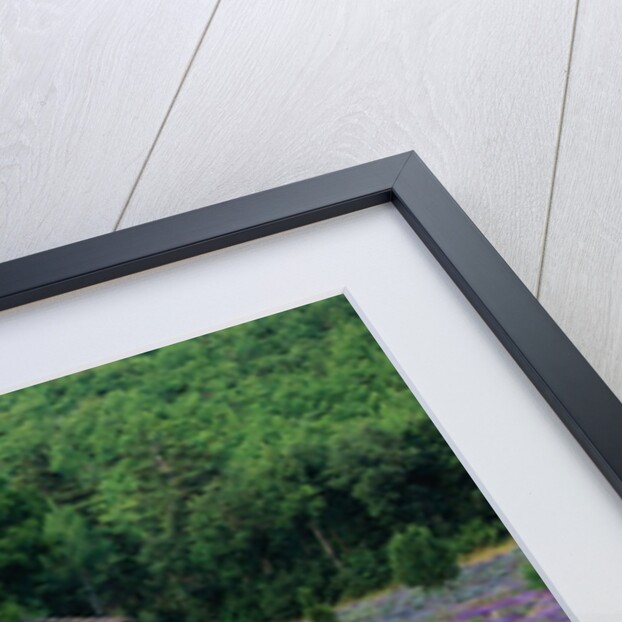 Cottage in Field of Lavender by Anonymous