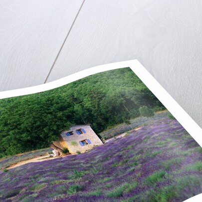 Cottage in Field of Lavender by Anonymous