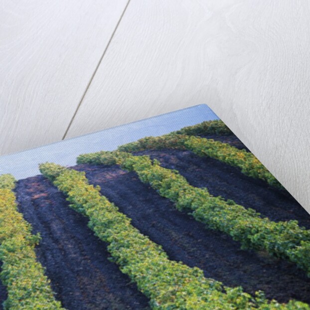 Vineyard of Domaine du Mas Cremat by Anonymous
