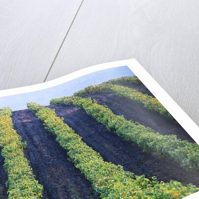 Vineyard of Domaine du Mas Cremat by Anonymous