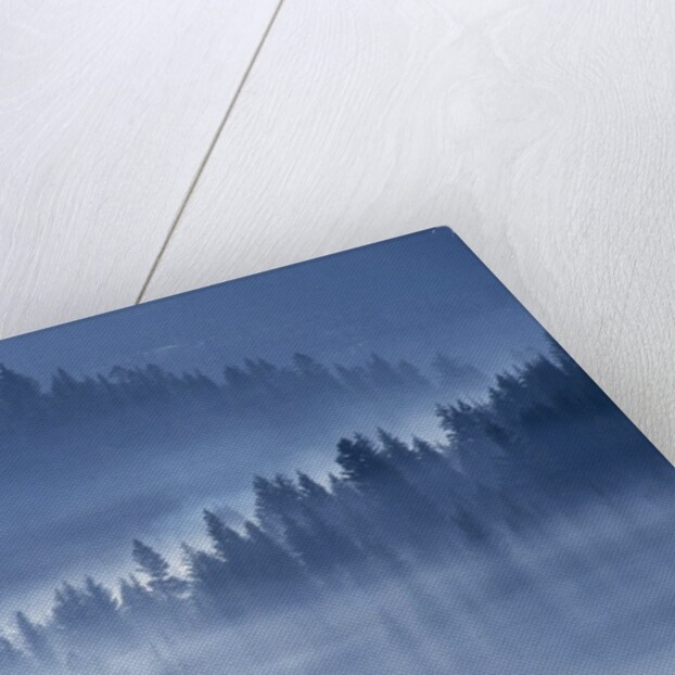 Mist Hiding Trees Above the Little Spokane River Valley by Anonymous