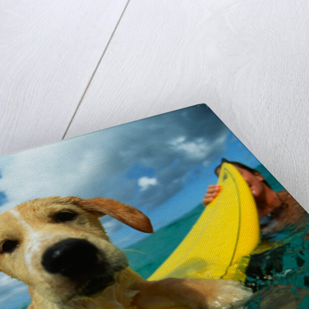 Puppy Riding on Surfboard by Anonymous