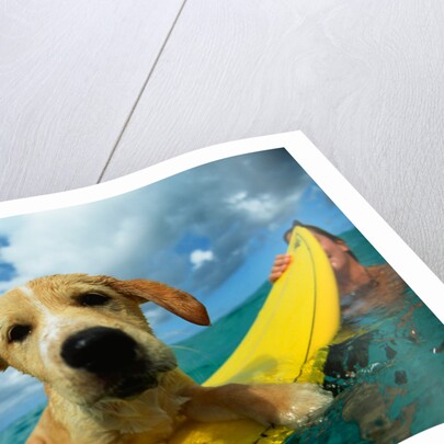 Puppy Riding on Surfboard by Anonymous