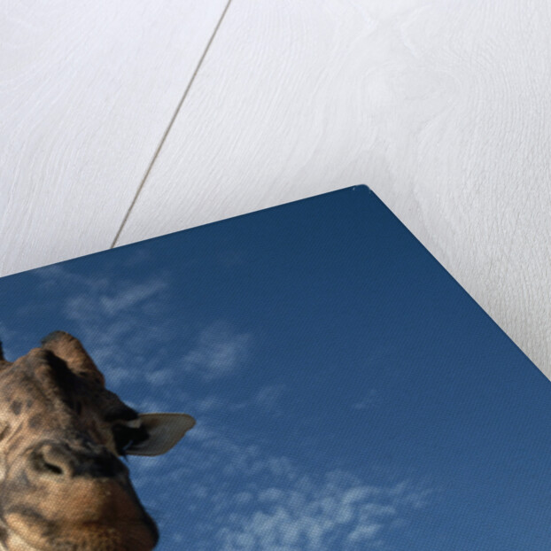 Giraffe by Anonymous
