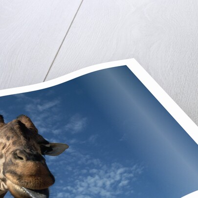 Giraffe by Anonymous