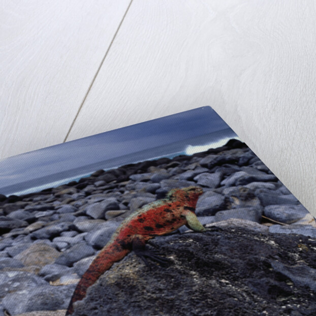 Marine Iguana on Coastal Rocks by Anonymous