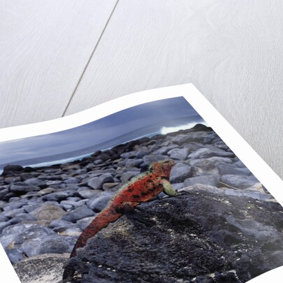 Marine Iguana on Coastal Rocks by Anonymous