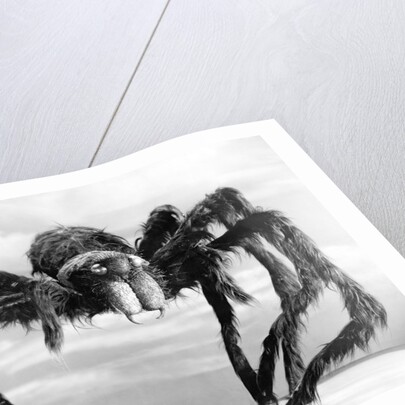 Giant Replica from the Movie Tarantula by Anonymous