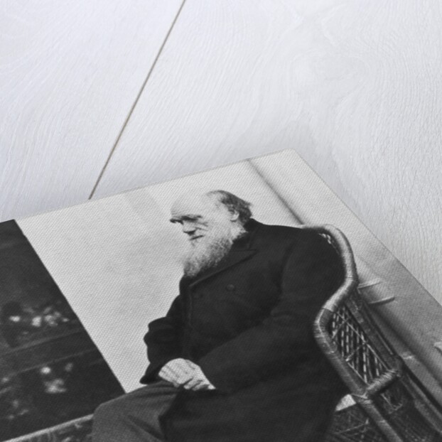 Naturalist Charles Darwin Seated by Anonymous