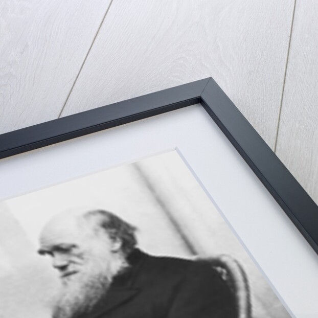 Naturalist Charles Darwin Seated by Anonymous