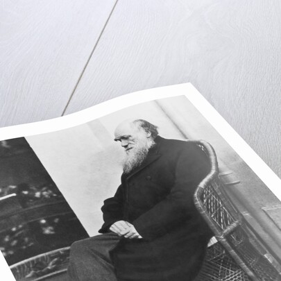 Naturalist Charles Darwin Seated by Anonymous