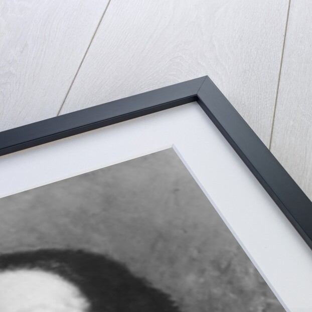 Portrait of King Victor Emmanuel II by Anonymous