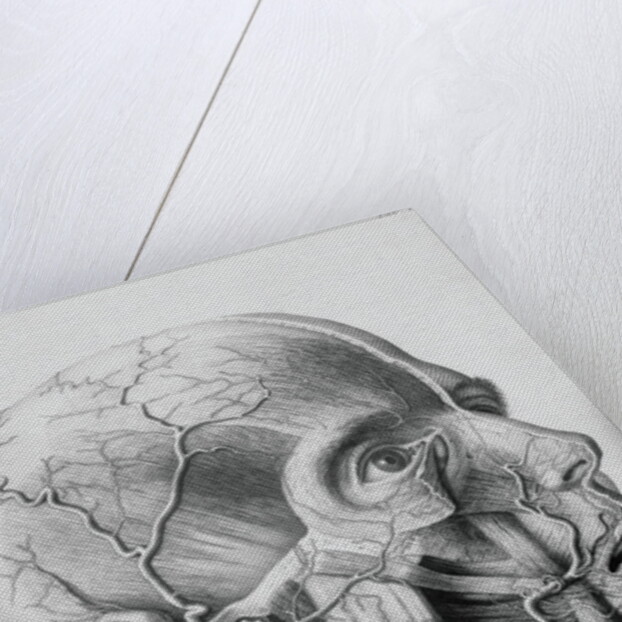 Illustration of Dissected Head by Anonymous