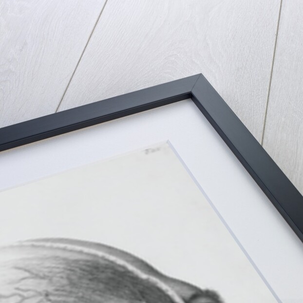 Illustration of Dissected Head by Anonymous