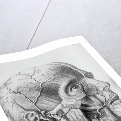 Illustration of Dissected Head by Anonymous