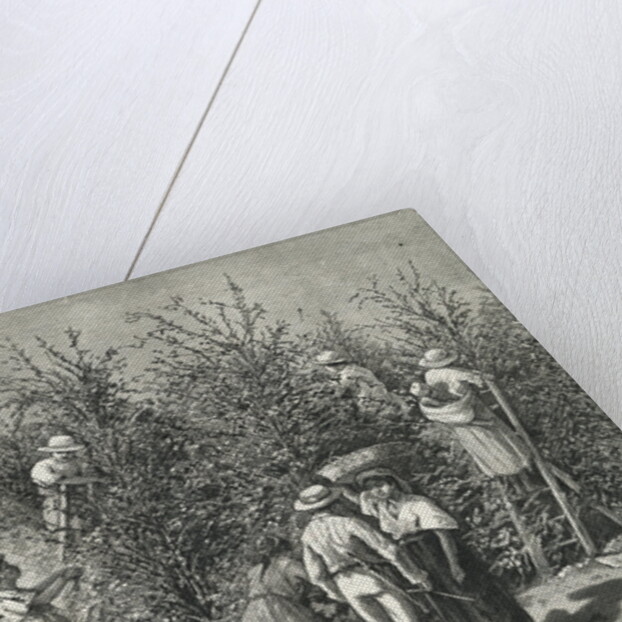 Workers Picking Ripe Berries from Trees by Anonymous