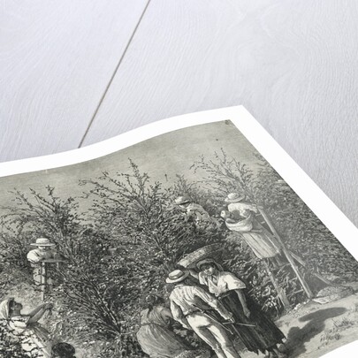 Workers Picking Ripe Berries from Trees by Anonymous