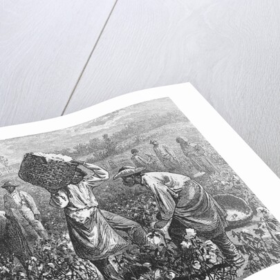Workers Picking Cotton by Anonymous