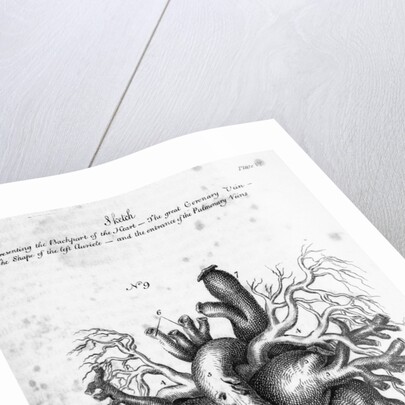 Illustration of Human Heart by Charles Bell