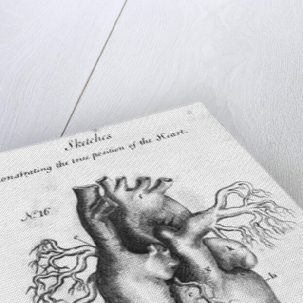 Engraving of Human Heart by Anonymous