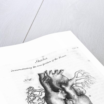 Engraving of Human Heart by Anonymous