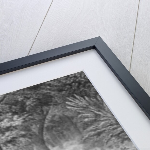 Lithograph Depicting the Battle of the Thames by Anonymous