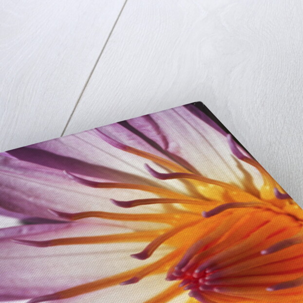 Water Lily Flower by Anonymous