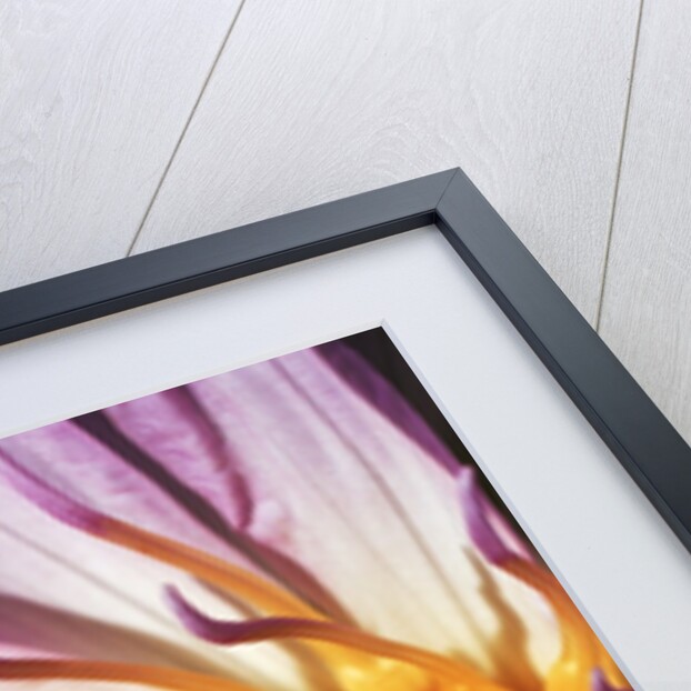 Water Lily Flower by Anonymous