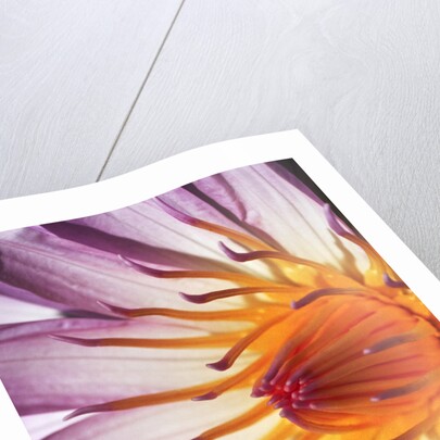 Water Lily Flower by Anonymous