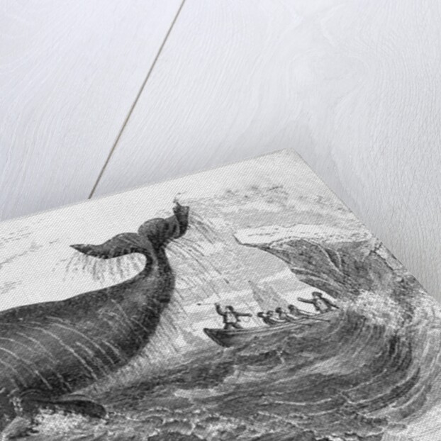 Whale Breeching by Anonymous