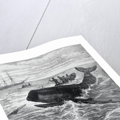 Fishermen Harpooning Sperm Whale by Anonymous