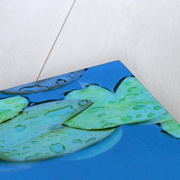 Lily Pads and Flower Blossom by Anonymous
