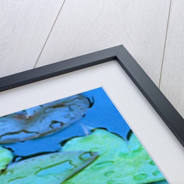 Lily Pads and Flower Blossom by Anonymous