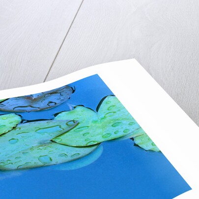 Lily Pads and Flower Blossom by Anonymous