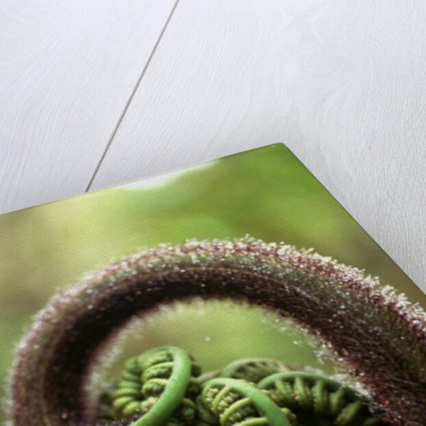 Detail of Sprouting Fern Fiddlehead by Anonymous
