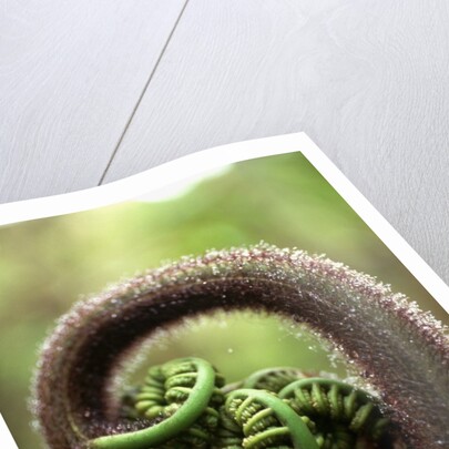 Detail of Sprouting Fern Fiddlehead by Anonymous