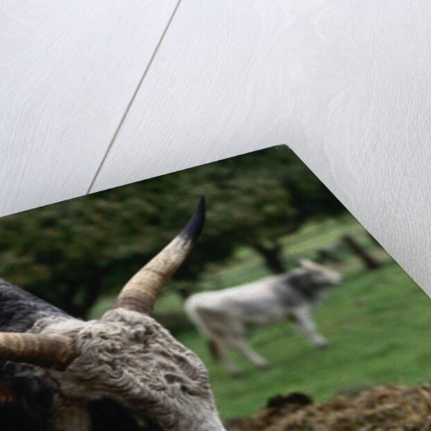 Grey Steppe Bull by Anonymous