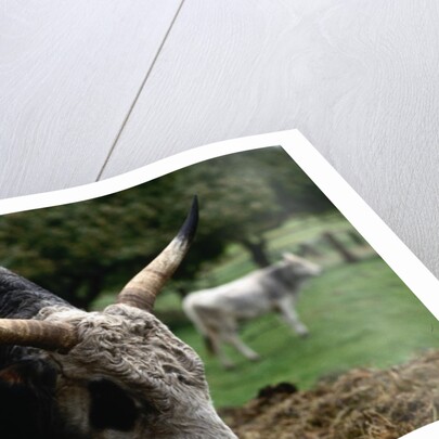 Grey Steppe Bull by Anonymous