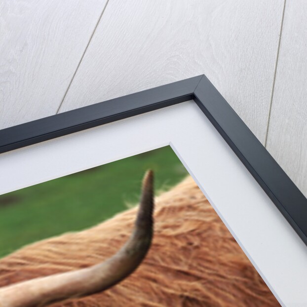 Head of Highland Cow by Anonymous