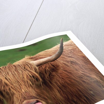 Head of Highland Cow by Anonymous
