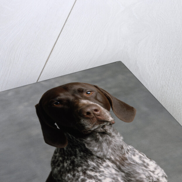 German Pointer by Anonymous