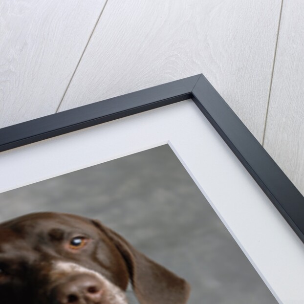 German Pointer by Anonymous