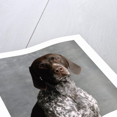 German Pointer by Anonymous
