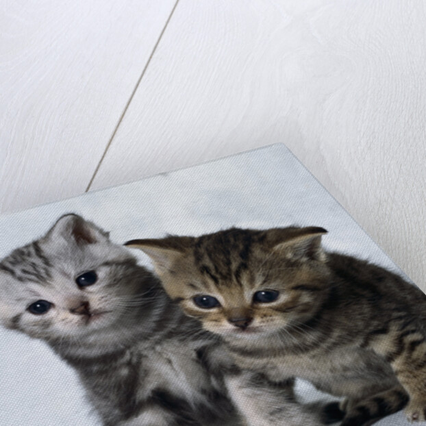 Two Tabby Kittens by Anonymous